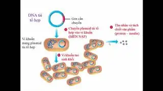 Enzyme Restrictase v&agrave; Ứng dụng trong Y Sinh học