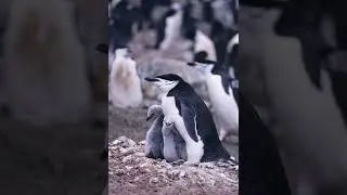 Birds facts in Tamil | Penguin| Tamil new facts