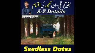 Garmi me Seedless Khajoor ki Best Varieties ki Kheti - PART-2