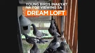 YOUNG BIRDS INAKYAT NA SA DREAM LOFT FOR VIEWING.