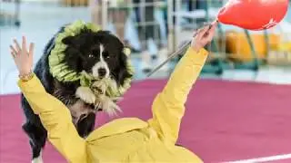 Caesar ~ Border Collie | III. Hatvani DaDo Dog Dancing Bajnoks&aacute;g
