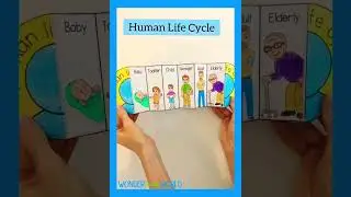 Human Life Cycle TLM 👶🧒🧑👨🧑&zwj;🦳