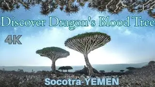 Discover the Mystical Dragon's Blood Tree: A Rare and Fascinating Species with a Rich History. 4K