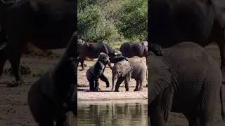 Gorilla and Elephant near the riverbank #wildlife #animals #wildanimals #documentary