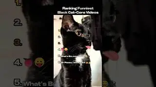 Ranking Funniest Black Cat-Core Videos