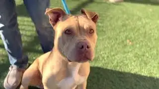 Meet Roscoe At Rockwall Adoption