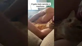 My clingy cat #cat #cats #foryou #funny #viral