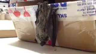 a bat friendship