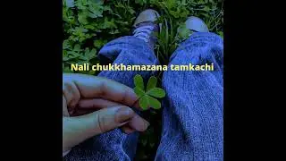 LEISHIYA Tamchi|Pingmeiso Khapai| #tangkhulsongs #tangkhul #lyrics