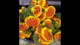 মন ভালো করা ফুল ও কেক্টাস //HEART TOUCHING FLOWERS AND CACTUS//