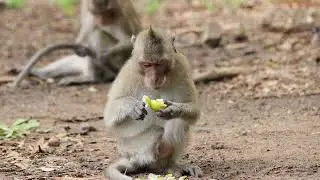 Disable monkey , one leg #viral #animals #viralvideo #motivation #motivation #nature