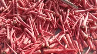  गाजर की सफाई 😎 ||carrot water cleaning #farmerstruggle 