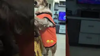 🤣😅maple  ka mastii #Comedy #cutedog#masti#retriver#doglover#ytshort#viral#2026