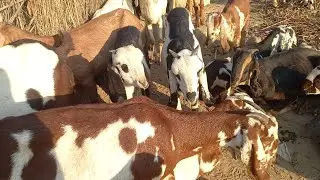 #foryou #viralvideo #farming #🐐🐐🐐🐐❤️👌