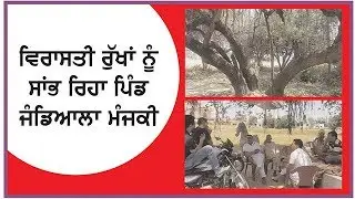 Village Jandiala Manjki is saving the heritage trees