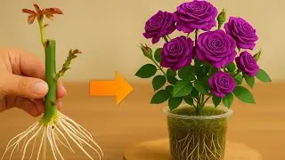 Simple Method to Make Rose Branches Root Quickly and Bloom 5 Times Faster