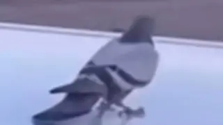 Man vs. Nature Bird vs. Plane #jimthervguy #travel #newheights