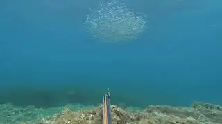 Spearfishing in Malta : September &lsquo;20
