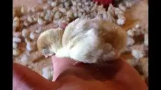 A Visit to Tom Otto Turkey Farm