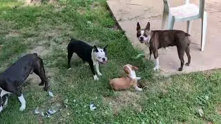 From Babies to Puppies to Playtime: Boston Terriers Getting Dirty and Loving It! 🎉🐕
