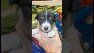 Canyon, Tri-Color Male BaSheltie #basenji #basenjihybrid #basheltie #sheltie #shetlandsheepdog