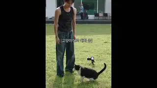 playing with cats #heeseung #jungwon #jay #niki #enhypen #engene #kpop