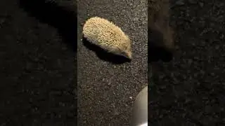 5360: Bizarre behavior: Hedgehog stays frozen on road despite danger in China