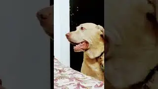 It's His walking time! | Hunter_The_Dudley_Labrador | Hunter & Kitten #labrador #dudley#barking#dog