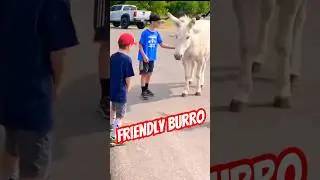 Once our carrots were gone, the burros went to find another tourist!  #freerangeburros #wildburros