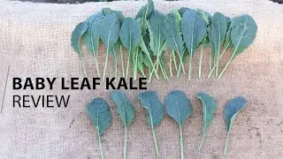 Fairbanks Seeds - Baby Leaf Kale review