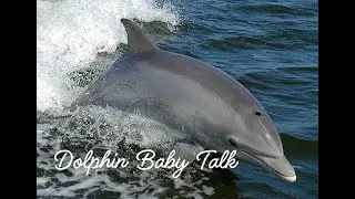 Dolphin Baby Talk