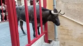Fiestas en honor al Stmo. Cristo del Rayo - Moratalla 17 julio 2024