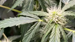Mephisto geneticts! grow update: day 41 week 2 of flower! in the AC Infinity tent/4 autopot system