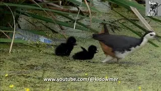 Adorable WHITE-BREASTED WATERHEN Chicks with parent, Singapore