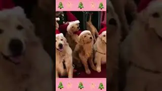 Golden Family & Christmas Mood 2021 | Cute Dog Family Videos Compilation #shorts