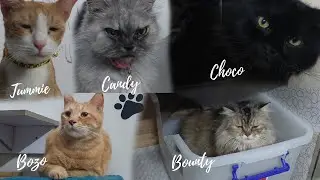 Cute boarding cats 🐈  | Simba's Pet Care | Cat Boarding in Karachi