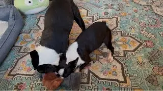 My Dogs LOVE To Play With Their On Clearance Toy!