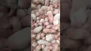 This mother rabbit is so good at giving birth  gave birth to more than 40
