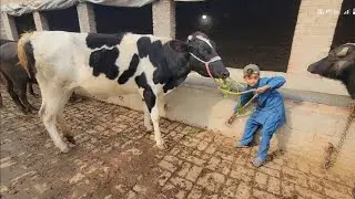 Cow care | cow videos | Chacha Bhatija 