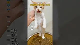 Top 10 FUNNIEST GREEDY CATS