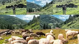 Beautiful Sheep farm Shangti Valley Mini Scotland,Dirang Arunachal Pradesh India.