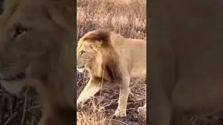 Lormasi and his mother Earless were seen near the Serengeti border. Mother and Son bonding ❤️