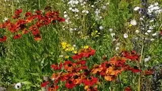 Bloemenpracht