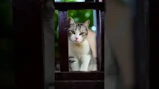 Cat Photographer #shorts #cats