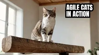 Cat Videos: Cat Games | Your Cat's Balance Skills Are More Amazing Than You Think! @jim-Infinity
