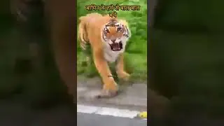 बाघिन का हमला। बाल बाल बचे।  Tiger attack in uttarakhand #trendingshorts #viral #trending