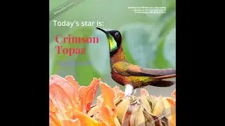 Trochilidae Tuesday: Crimson Topaz