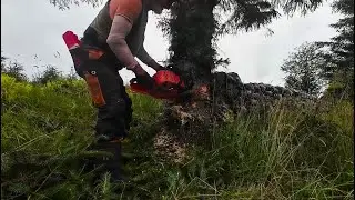 Mrs Digwells oldFella theOldfella Taking down a medium Sitka with tiny 58cc saw of Oriental origin
