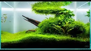 aquarium ADA 60p | all green | quick video