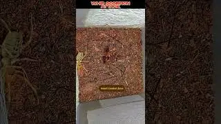Whip Scorpion Attack | Epic Insect Battle! 🦗🔥